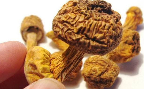 巴西菇、姬松茸烘干机-怎样烘干色泽好且菇体褶片完整？