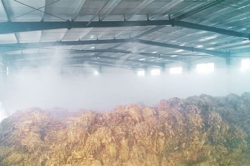 提升烟叶加工质量，高效回潮很重要