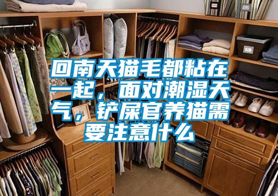 回南天猫毛都粘在一起，面对潮湿天气，铲屎官养猫需要注意什么