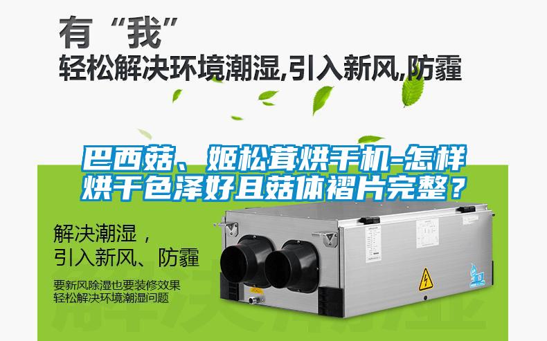 巴西菇、姬松茸烘干机-怎样烘干色泽好且菇体褶片完整？
