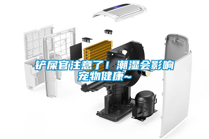 铲屎官注意了！潮湿会影响宠物健康~