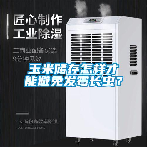 玉米储存怎样才能避免发霉长虫？
