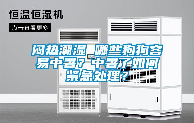 闷热潮湿 哪些狗狗容易中暑？中暑了如何紧急处理？
