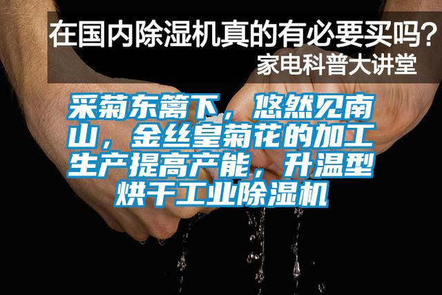 采菊东篱下，悠然见南山，金丝皇菊花的加工生产提高产能，升温型烘干工业草莓视频黄色在线观看机