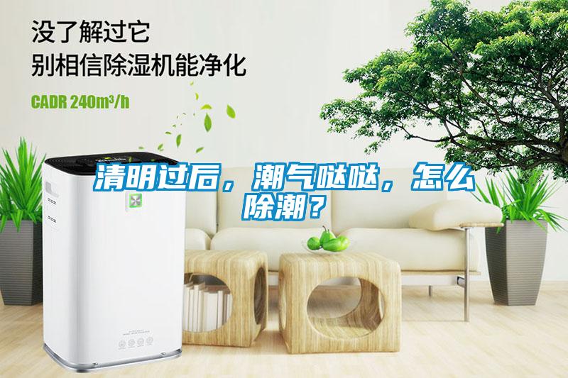清明过后，潮气哒哒，怎么除潮？