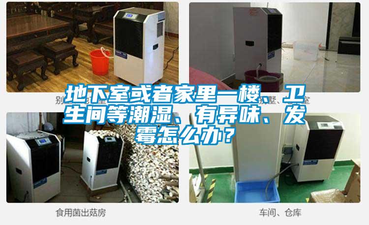 地下室或者家里一楼、卫生间等潮湿、有异味、发霉怎么办？
