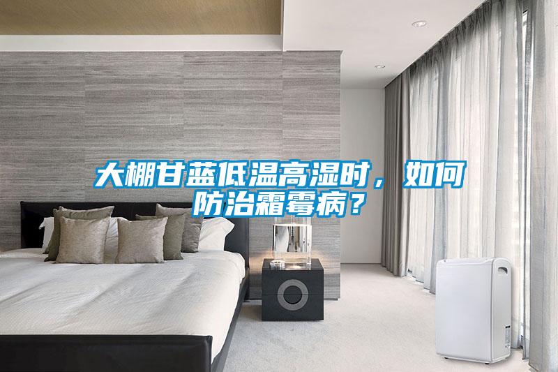 大棚甘蓝低温高湿时，如何防治霜霉病？