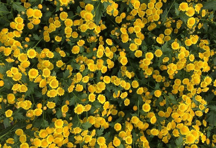农场胎菊小菊花野菊花烘干草莓视频黄色在线观看机